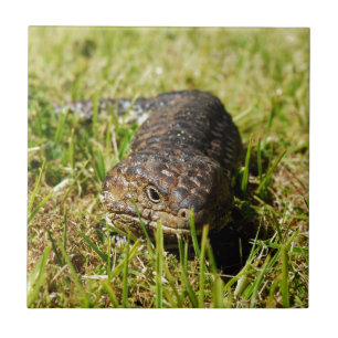 Blue Tongue Lizard Creeping In The Grass, Tile