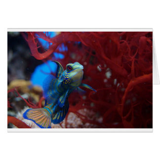 Blue tropical fish