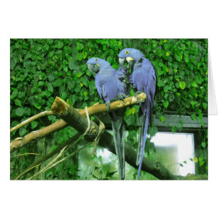 Blue Twin Parrots Card