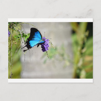 BLUE ULYSSES BUTTERFLY RURAL QUEENSLAND AUSTRALIA POSTCARD