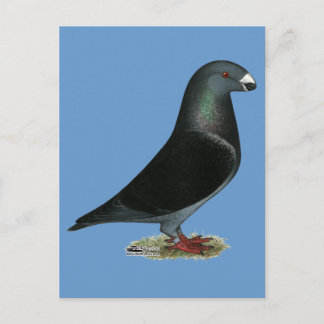 Blue Velvet Show Racer Postcard