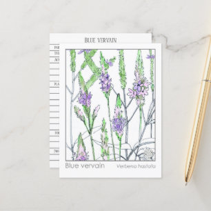 Blue Vervain Materia Medica Herbal Study Card