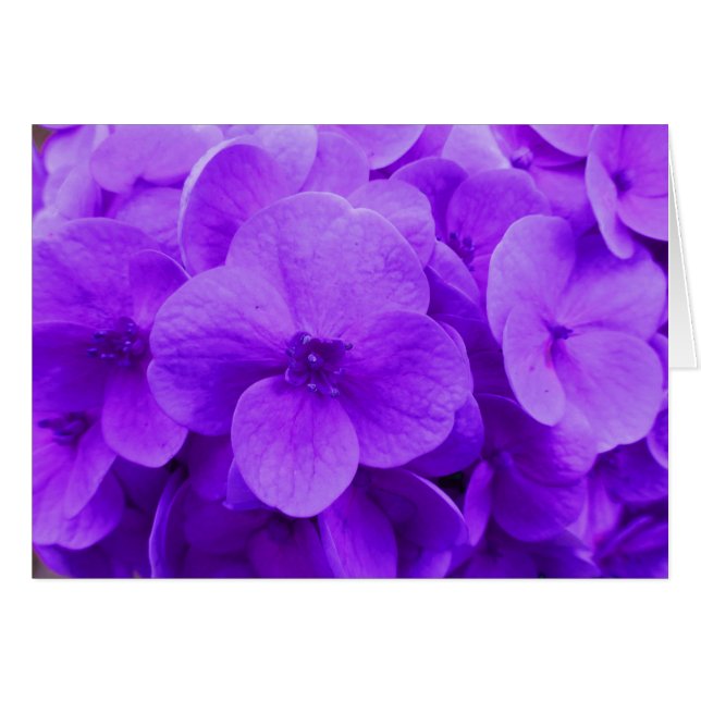 Blue Violet Hydrangea (Front Horizontal)