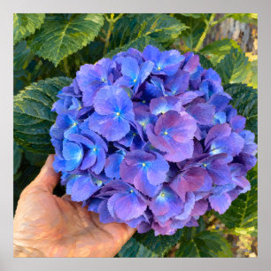 Blue Violet Hydrangea Held in Hand Botanical Art Poster