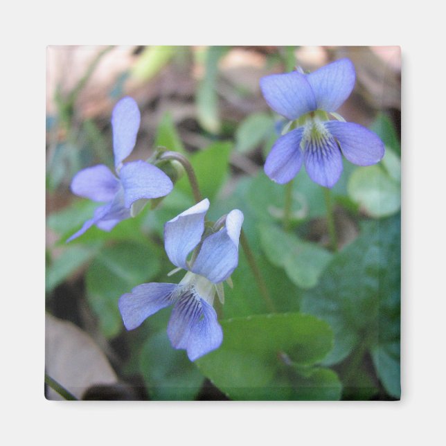 Blue Violets Magnet (Front)