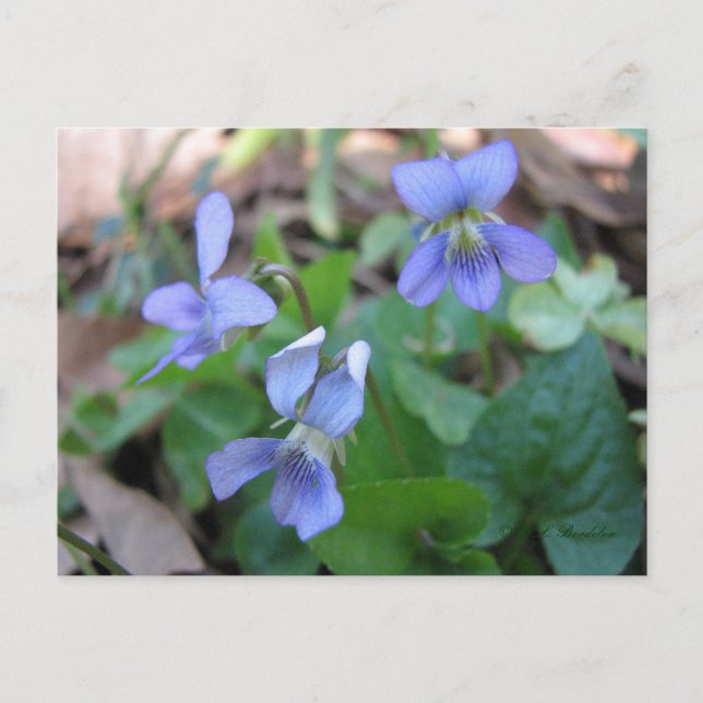 Blue Violets Postcard (Front)