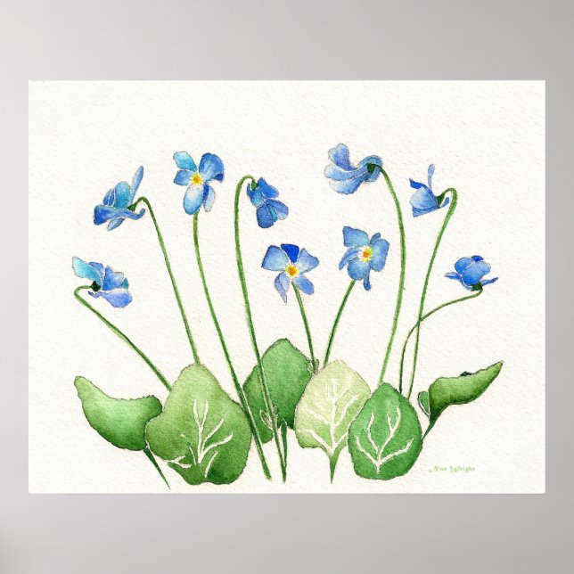 Blue Violets  Poster Print (Front)