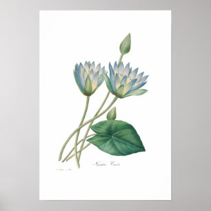 Blue Waterlily Poster