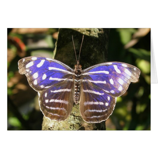 Blue Wave Butterly (Front Horizontal)