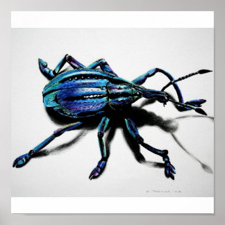 Blue Weevil Print