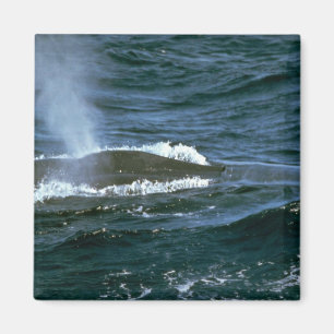 Blue whale magnet