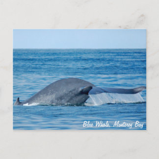 Blue Whale Postcard