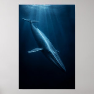 Blue Whale Swimming Through Deep Ocean Light Wildl Poster