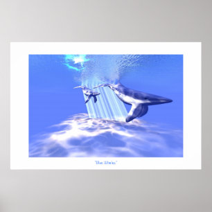BLUE WHALES PRINT