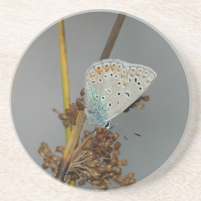 Blue White Orange with Black Spots Butterfly Coaster (Front)