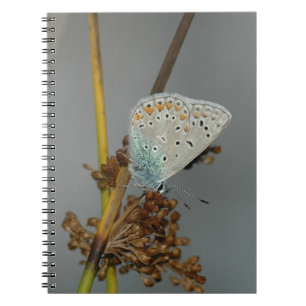 Blue White Orange with Black Spots Butterfly Spiral Notebook