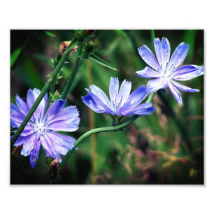 Blue Wild Chicory Flower Trio 8x10 Photo Print