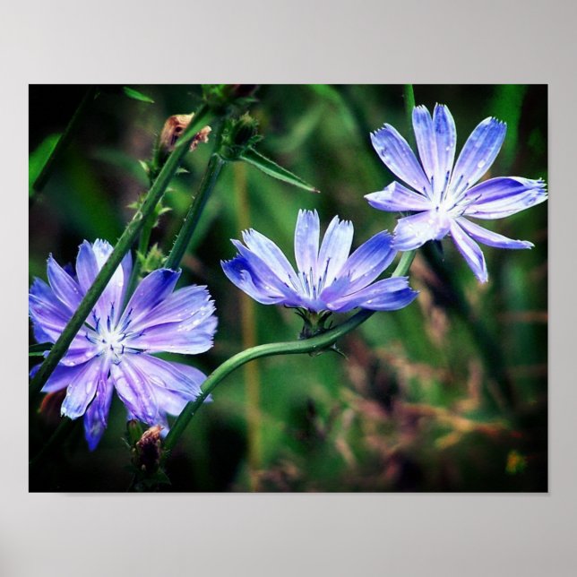 Blue Wild Chicory Flower Trio Poster (Front)