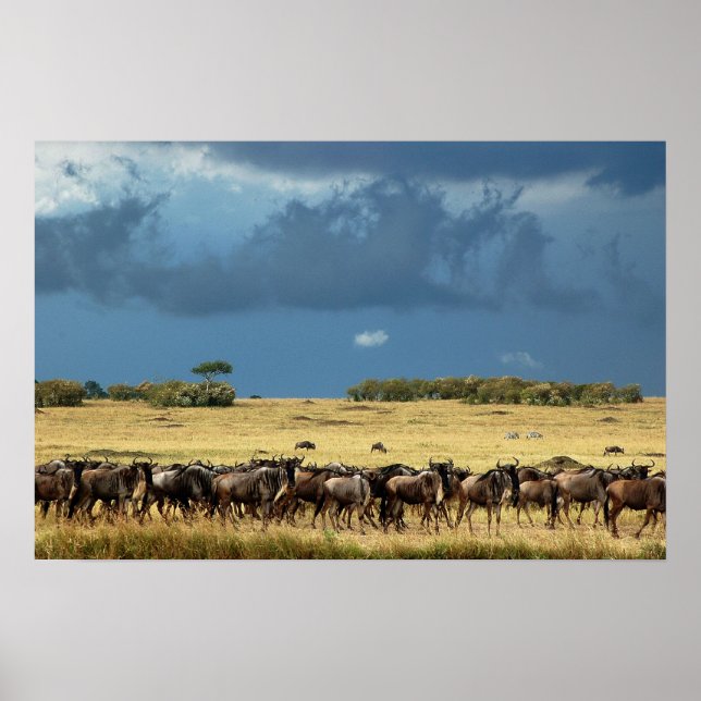 Blue wildebeest (gnu) migration poster, print, pic poster (Front)