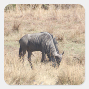 Blue wildebeest grazing in the African bush Square Sticker