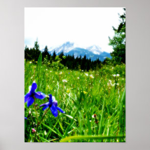 Blue Wildflowers by Mountain Peaks Poster