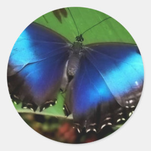 Blue Wing Butterfly Stickers