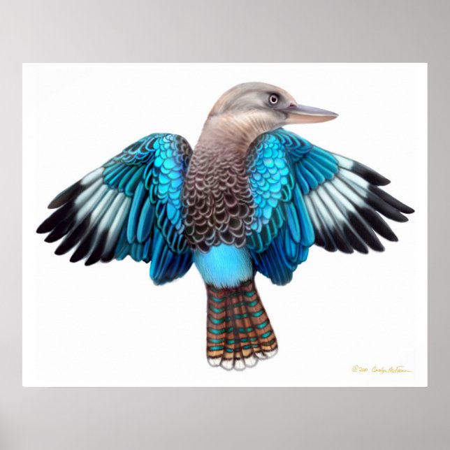 Blue Winged Kookaburra Print (Front)