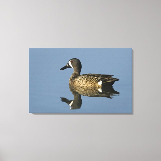 Blue-winged Teal, Anas discors,male, Port Canvas Print (Front)