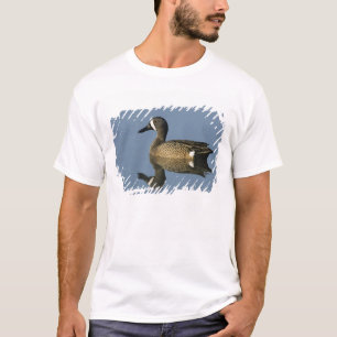 Blue-winged Teal, Anas discors,male, Port T-Shirt
