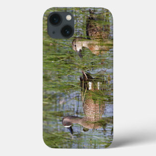 Blue-winged Teal male and female in wetland iPhone 13 Case