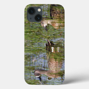 Blue-winged Teal male and female in wetland iPhone 13 Case