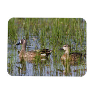 Blue-winged Teal male and female in wetland Magnet