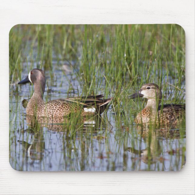 Blue-winged Teal male and female in wetland Mouse Pad (Front)