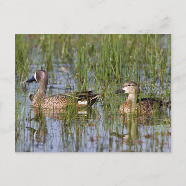 Blue-winged Teal male and female in wetland Postcard (Front)