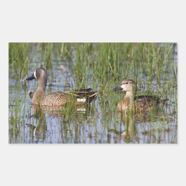Blue-winged Teal male and female in wetland Rectangular Sticker (Front)