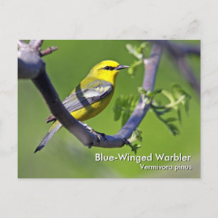 Blue-Winged Warbler Postcard