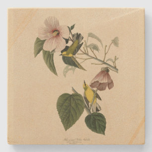 Blue-winged Yellow Warbler - Audubon Birds America Stone Coaster