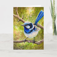 Blue Wren -