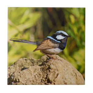 Blue Wren Tile