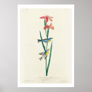 Blue Yellow back Warbler by Audubon Poster