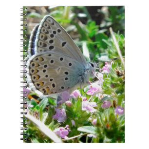 Blue Yellow With Black Spots Butterfly on Flowers Spiral Notebook