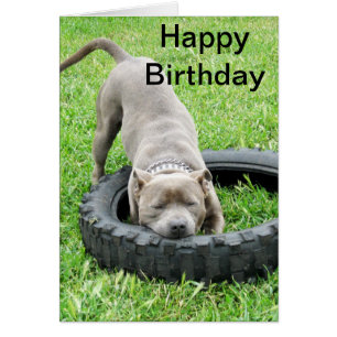Blue Young Staffordshire Bull Terrier, Bday Card