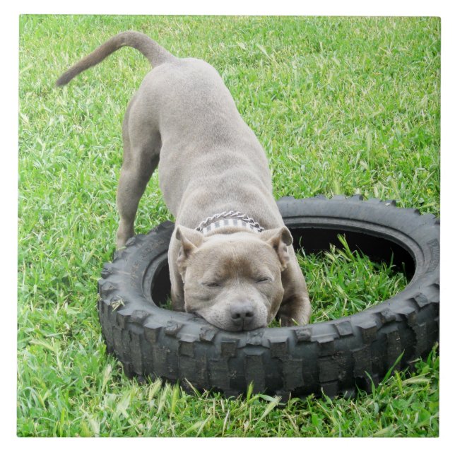 Blue Young Staffordshire Bull Terrier, Tile (Front)