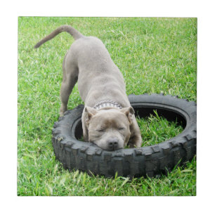 Blue Young Staffordshire Bull Terrier, Tile