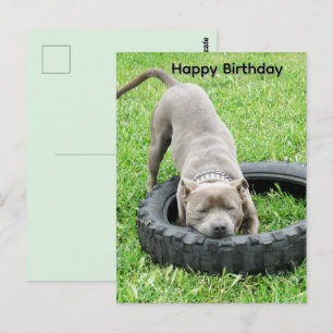 Blue Young Staffordshire Bullterrier Bday Postcard