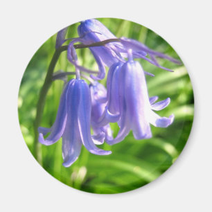Bluebell flowers - Magnet