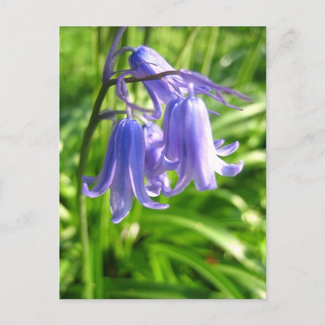 Bluebell flowers - Postcard (Front)