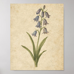Bluebell Stem Botanical Art on Warm Paper Poster