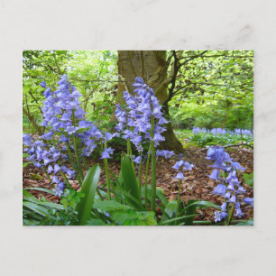 BLUEBELL WOOD ~ Postcard