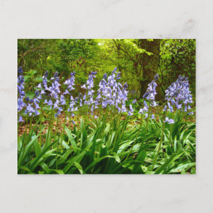 BLUEBELL WOOD ~ Postcard # 5